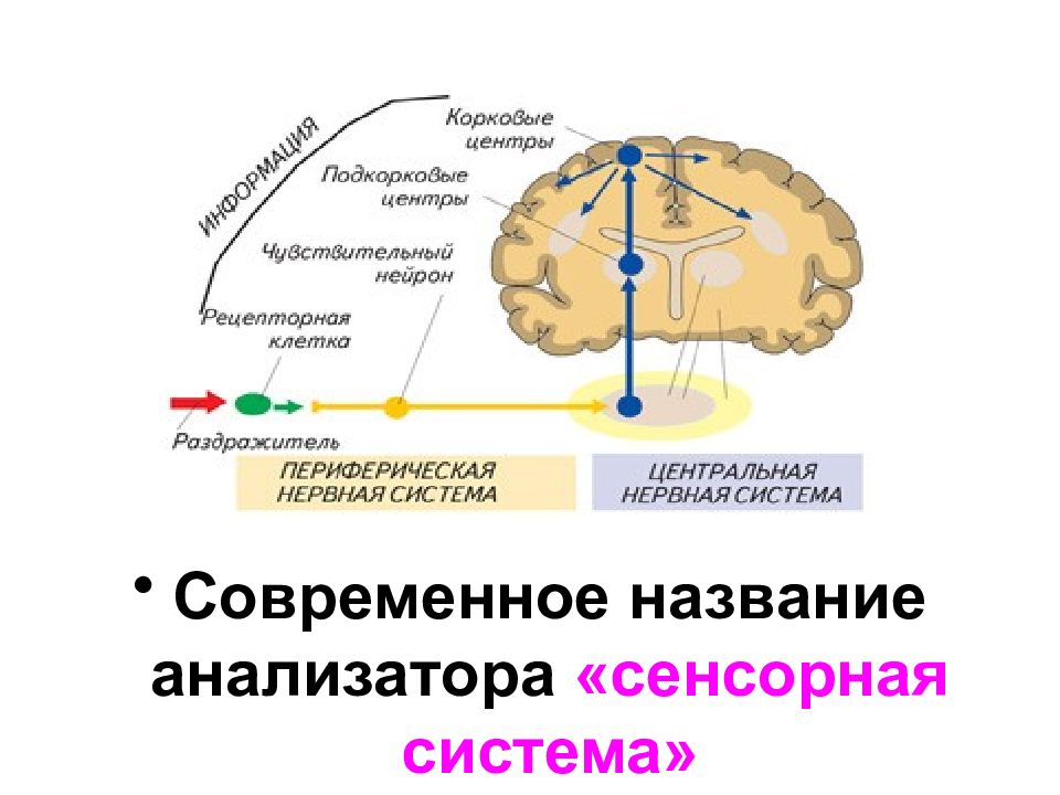 Анализатор тактильных ощущений. Сенсорная система. Центральный отдел сенсорной системы. Тактильная сенсорная система. Центральный отдел тактильного анализатора.