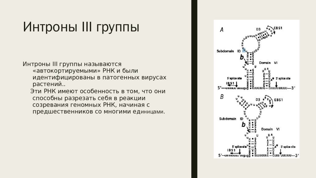 Абзимы и рибозимы свойства и особенности. Рибозимы. рибозим рнк. ферментативная активность рнк. рибозимы. рибозимы это в биологии.
