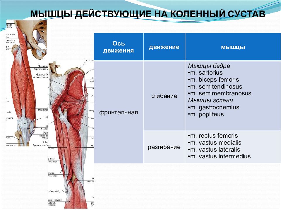 Какой цифрой на рисунке обозначены мышцы сгибающие и вращающие туловище вокруг продольной оси