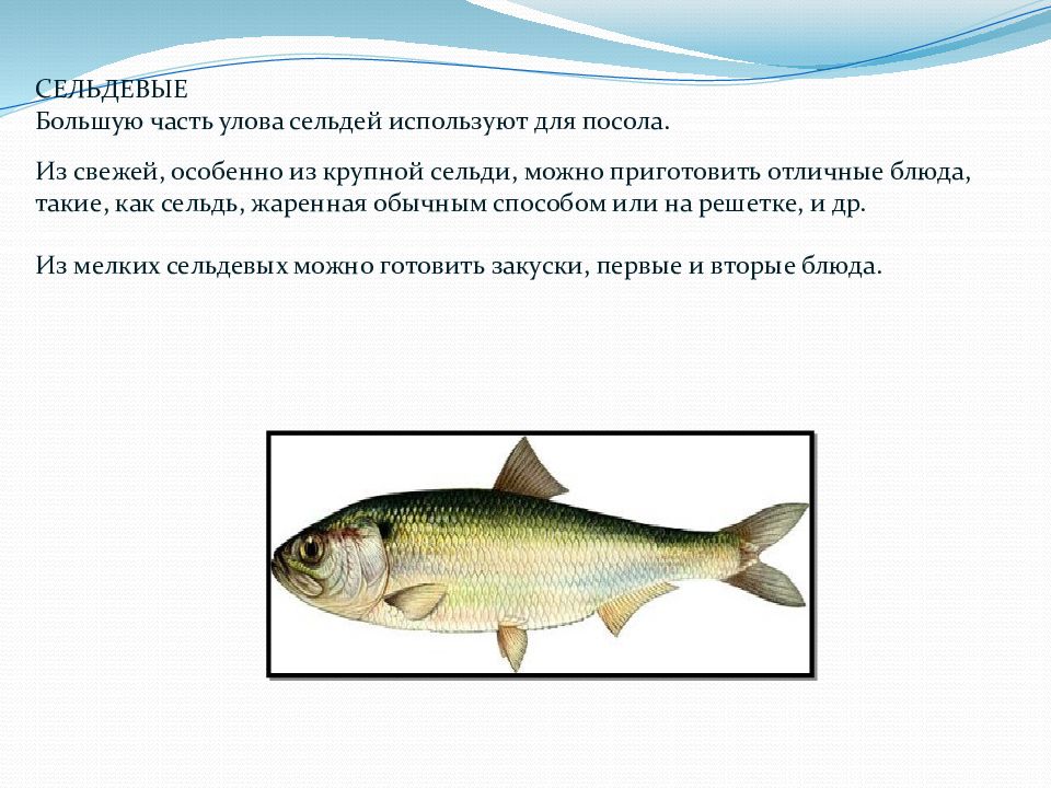Шемая рыба донская. Салака балтийская сельдь. Сельдь семейство каких. Семейство сельдевых. Черноморско-азовская морская сельдь.
