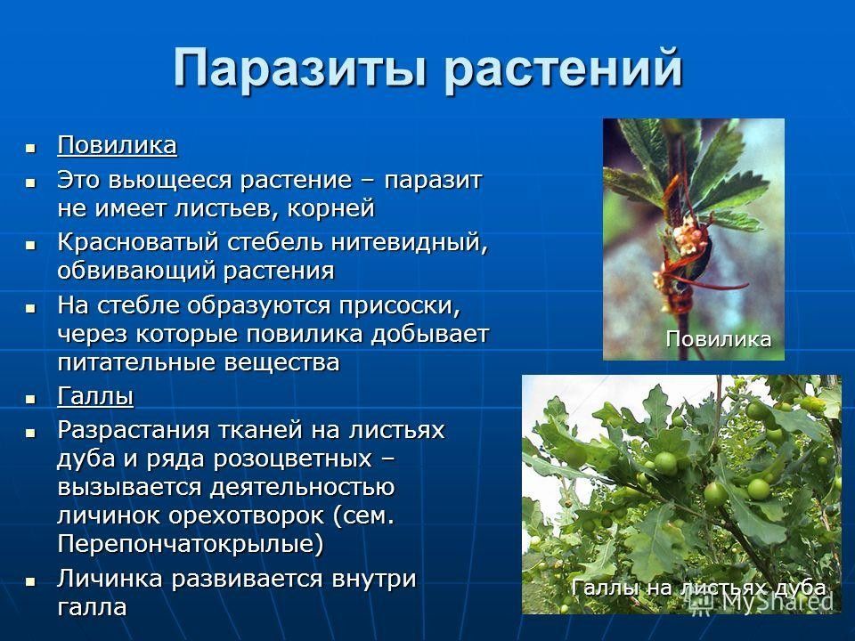 Распределите предложенные растения по группам полупаразиты паразиты. Растения паразиты. Растения паразиты примеры. Паразитические виды растений. Паразитизм растений.