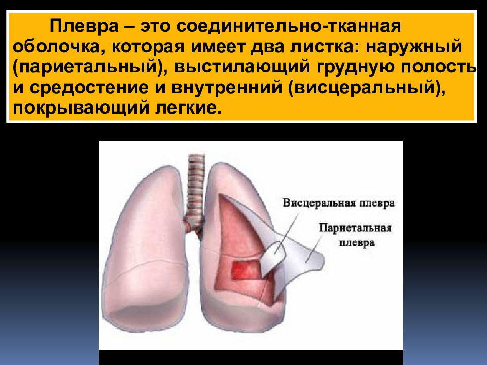 Плевра это. Грудная полость с внутренней поверхности выстлана. Париетальный листок плевры покрывает легкие снаружи. Висцеральная и париетальная плевра.