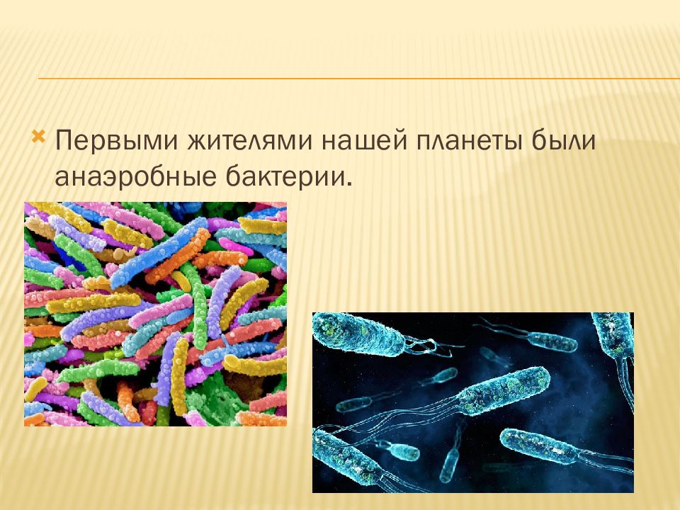 Архейская эра биология 9 класс. Архейская Эра бактерии. Археи и бактерии презентация. Архей презентация. Какие бактерии были в архейской эре.