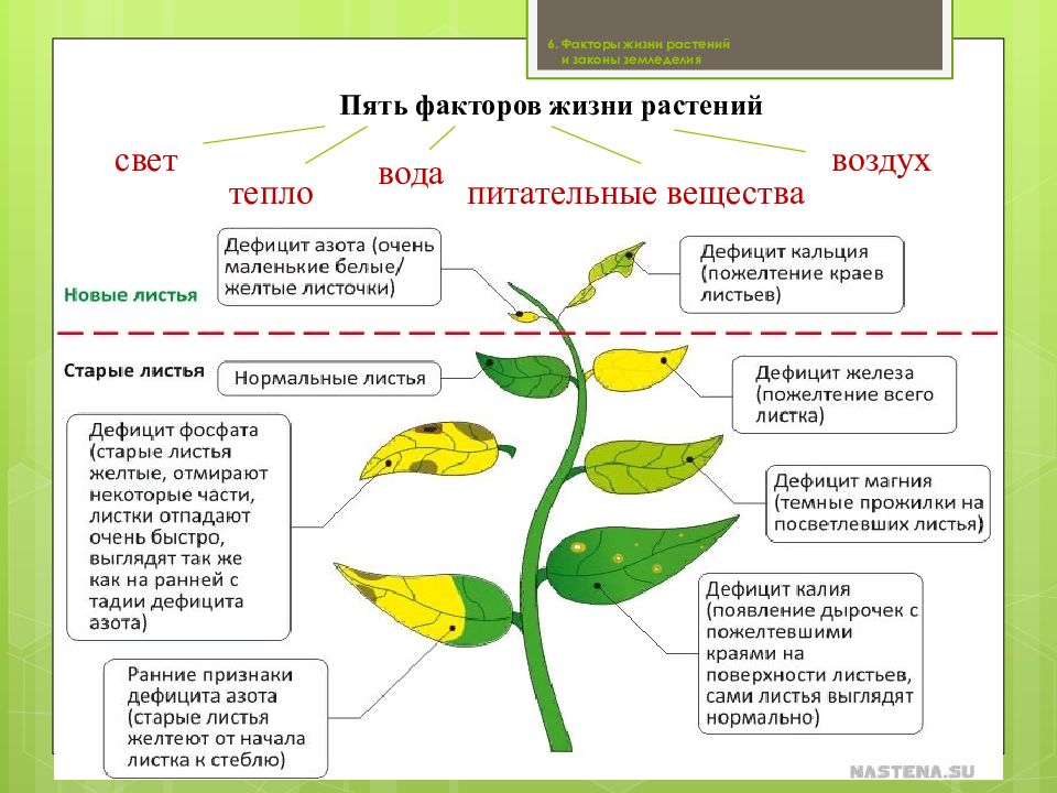 Факторы жизни растений презентация