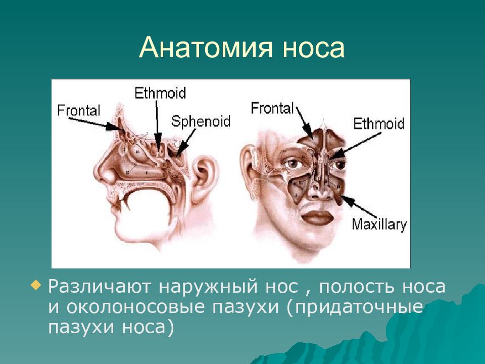 Пазухи анатомия. Строение носовых носовые пазухи. Околоносовые пазухи физиология. Строение полости носа с придаточными пазухами. Нос и околоносовые пазухи выполняют функции.