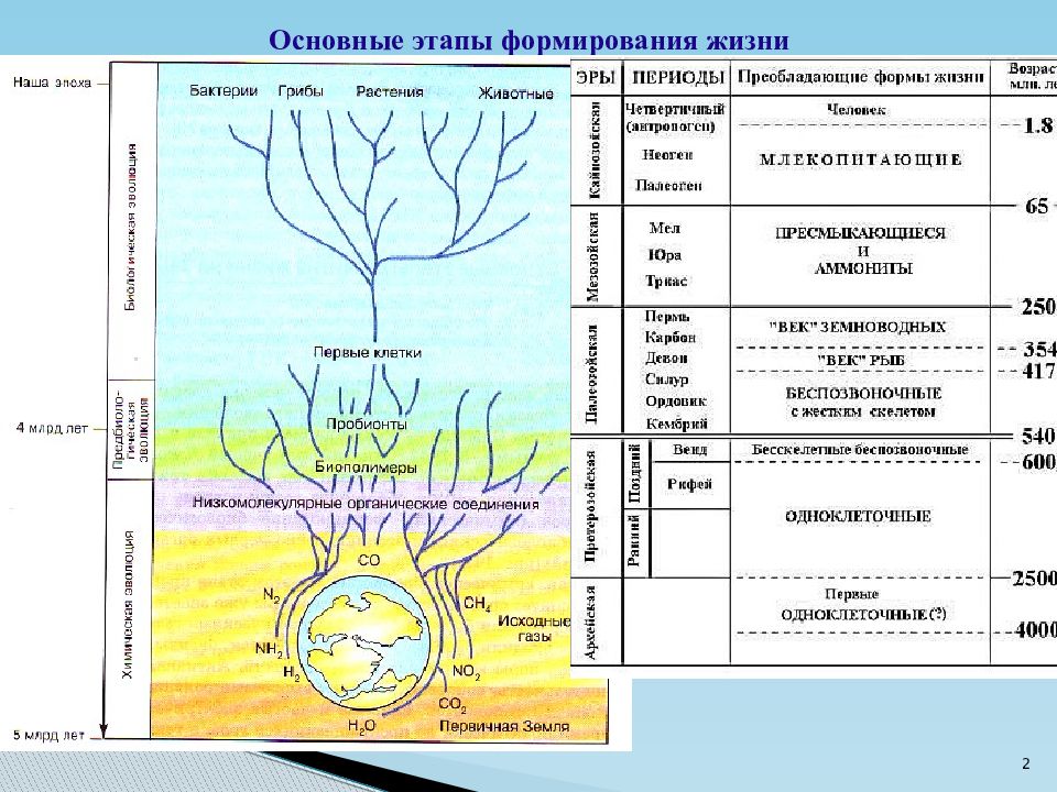 Основные этапы жизни на земле презентация