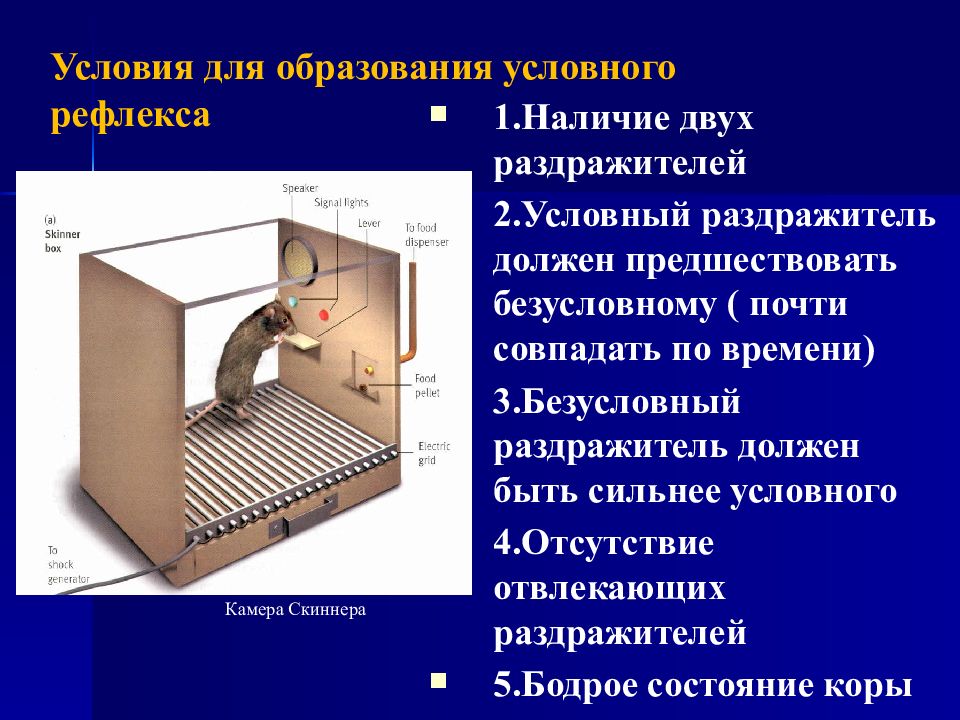 2 условные рефлексы. Условия образования условных рефлексов. Условия для условного рефлекса. Условные рефлексы образуют инстинкты. Условный раздражитель.