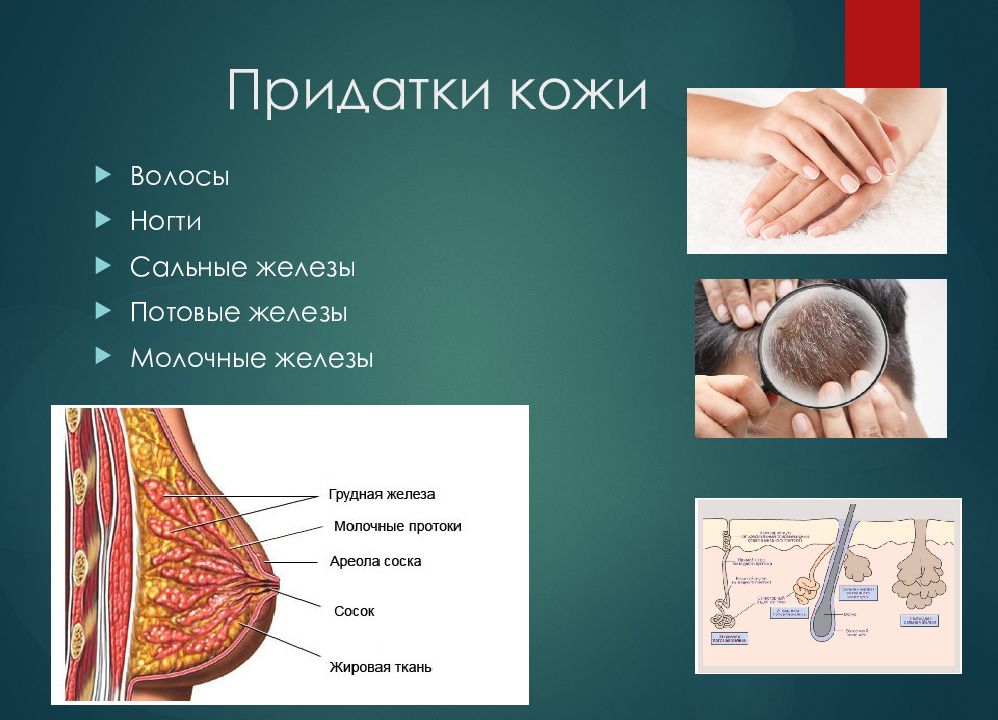 Придатки это. Опухоли придатков кожи. Придатки кожи волосы ногти сальные и потовые железы. Сальные потовые и молочные железы.