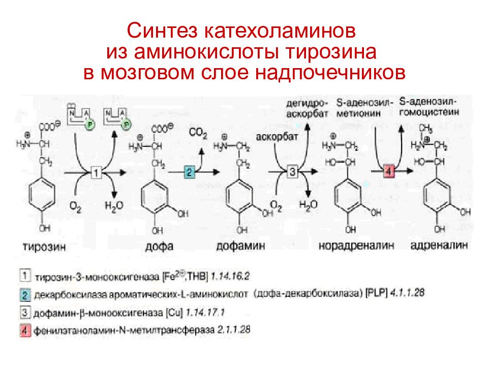 Синтез результатов. Схема синтеза катехоламинов в надпочечниках. Аминокислоты для синтеза катехоламинов. Катаболизм катехоламинов биохимия. Синтез Дофа из тирозина.