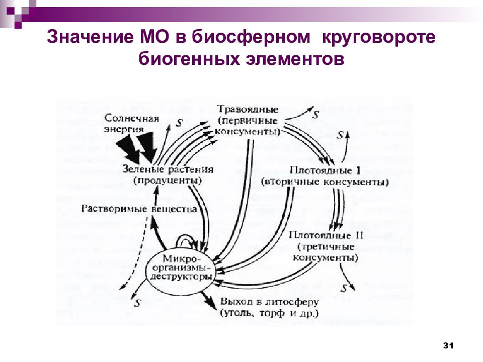 Миграция биогенных элементов. Роль микроорганизмов в круговороте биогенных элементов. Биохимический цикл фосфора схема. Круговорот биогенных элементов. Круговорот схема.