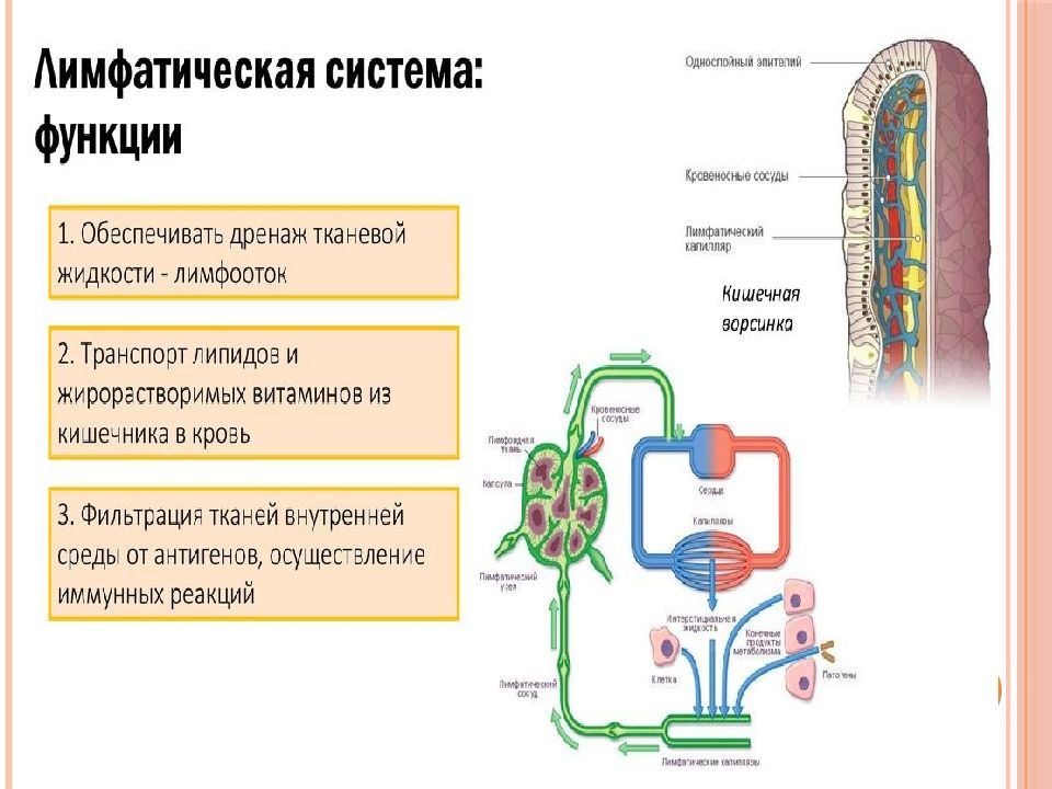 Презентация на тему лимфатическая система