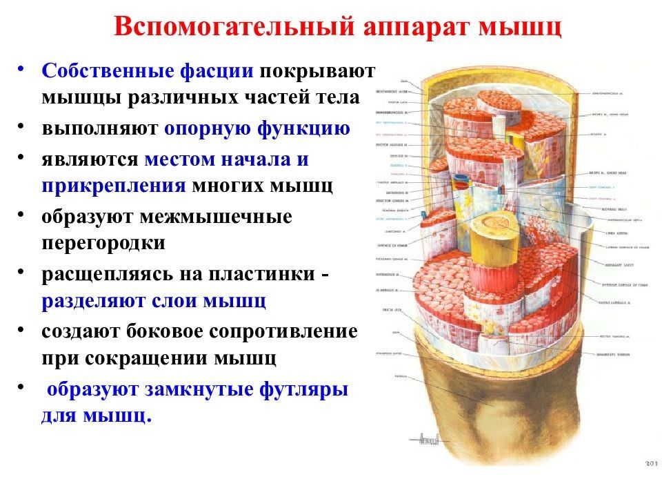 Выполняет опорную функцию. Вспомогательный аппарат мышц фасции синовиальные сумки и т.д. Вспомогательный аппарат мышц таблица. Вспомогательный аппарат скелетных мышц. Вспомогательный аппарат мышц блоки.