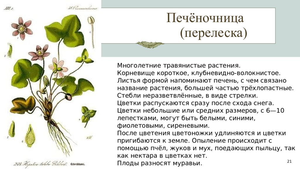 Почему у растения такое. Настии листьев кислицы. вороний глаз четырёхлистный. загадка про вороний глаз растение. вымершие растения.