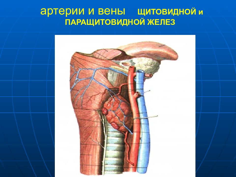 Кровоснабжение стенок туловища и диафрагмы венозный отток