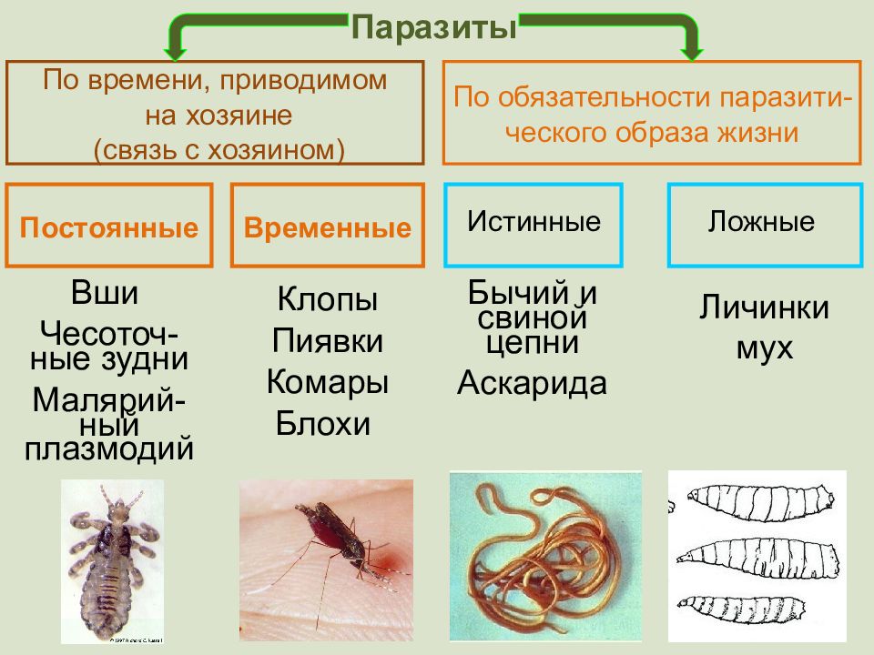 Паразитизм примеры с картинками