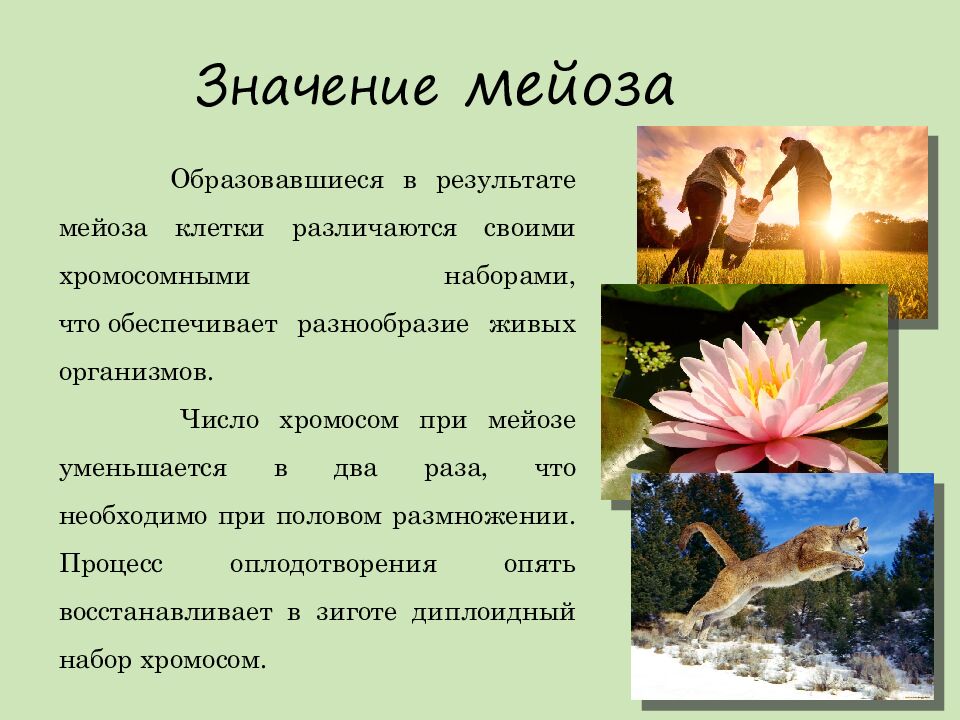 Значение мейоза