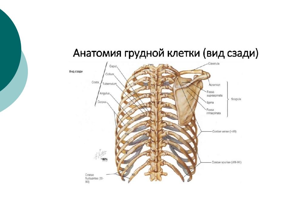 Анатомия грудной клетки женщины в картинках с описанием
