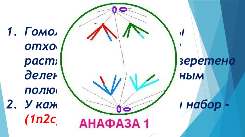 Анафаза мейоза 1. Анафаза 1. Анафаза 1 рисунок. Анафаза 1 1.