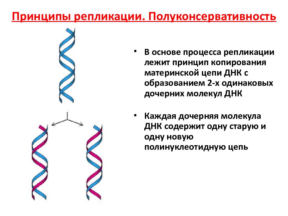 Презентация репликация днк 10 класс профильный уровень