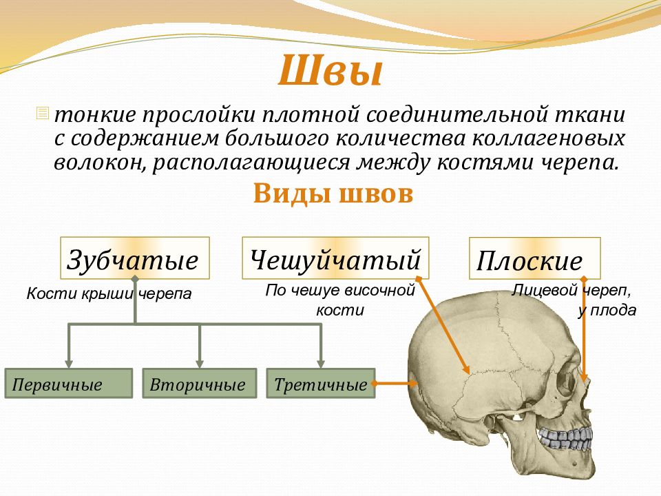 Какими цифрами на рисунке обозначены непарные кости мозгового отдела черепа