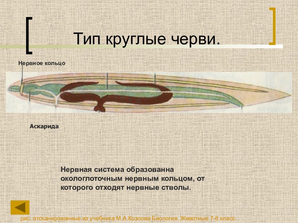 Система круглых червей. Нервная система круглых червей. Тип нервной системы у круглых червей. Круглые черви биология 7 класс нервная система. Строение нервной системы круглых червей 7 класс.