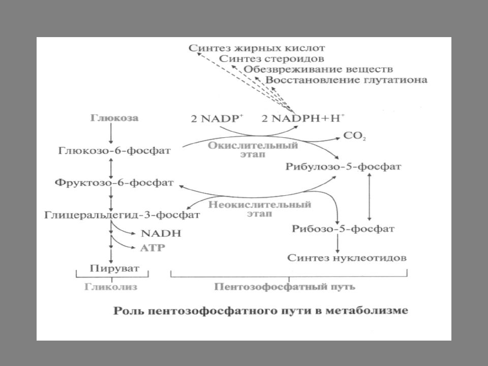 Схема катаболизма глюкозы