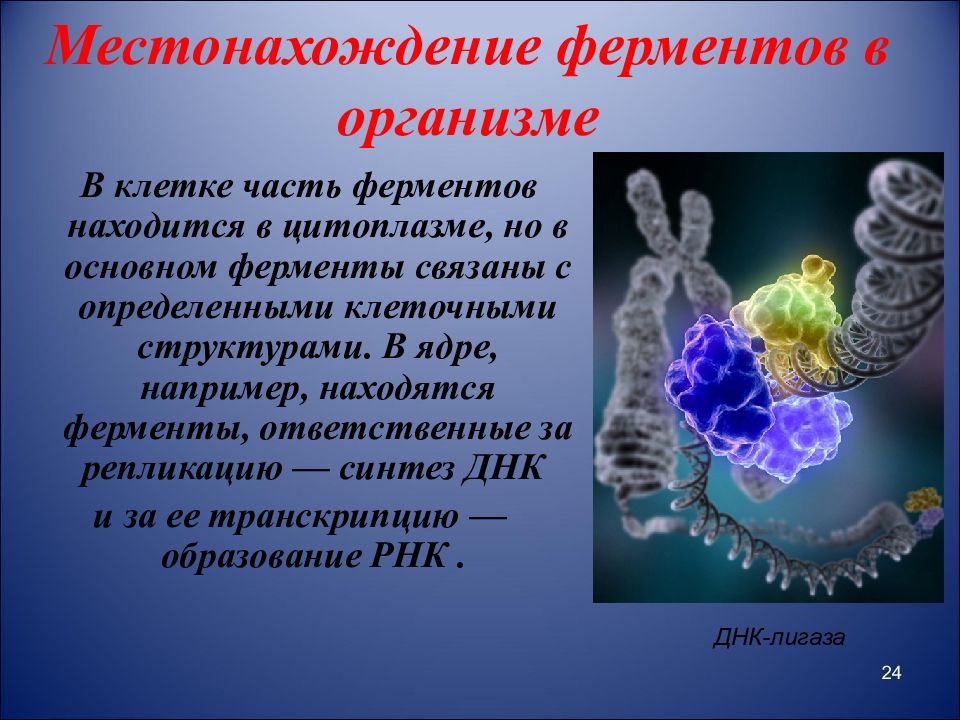 Ферменты клетки синтезируются в. Ферменты в организме. Местонахождение ферментов в организме. Ферменты человеческого организма. Клеточные ферменты.