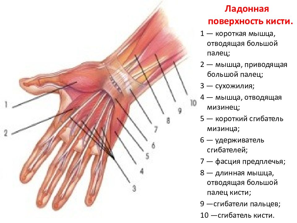 Анатомия большого пальца. Сухожилия сгибателей кисти анатомия. Мышцы лучезапястного сустава анатомия. Сухожилия сгибателей 1 пальца кисти анатомия. Строение лучезапястного сустава с мышцами.