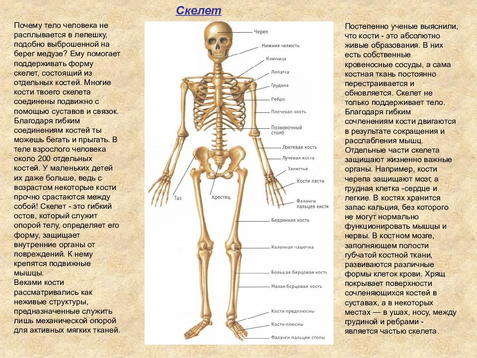 Скелет человека с названием костей. Костный скелет человека анатомия. Строение скелета человека с названиями костей. Кости скелета на русском и на латыни. Почему костю назвали костей
