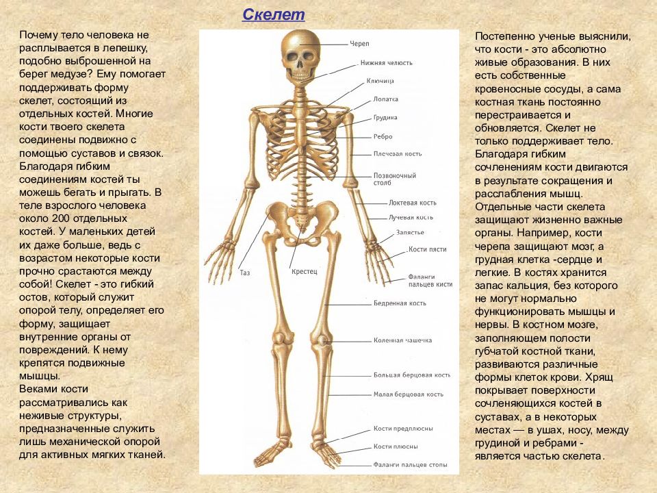 Отделы скелета названия костей