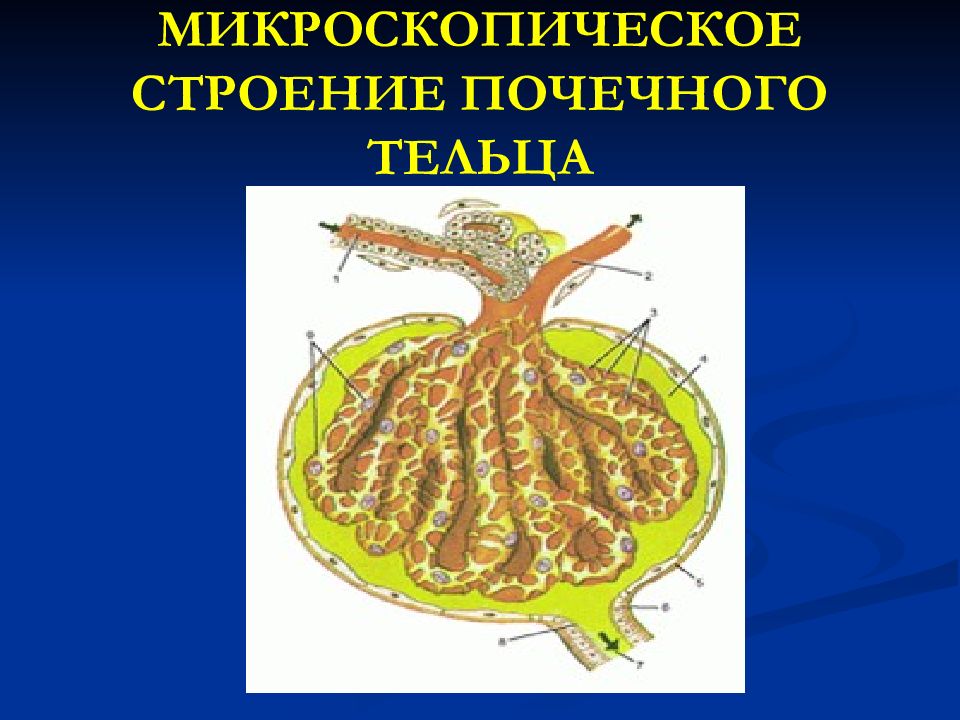 Микроскопическое строение. Микроскопическое строение почечного тельца. Микроскопическое строение почки. Почечное тельце микроскопическое. Схема микроскопического строения почечного тельца.