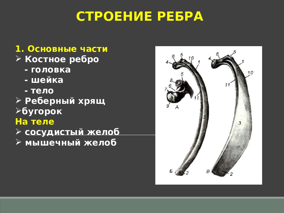 Строение ребра. Строение ребра у животных. Строение ребра анатомия животных. Общее строение ребра.