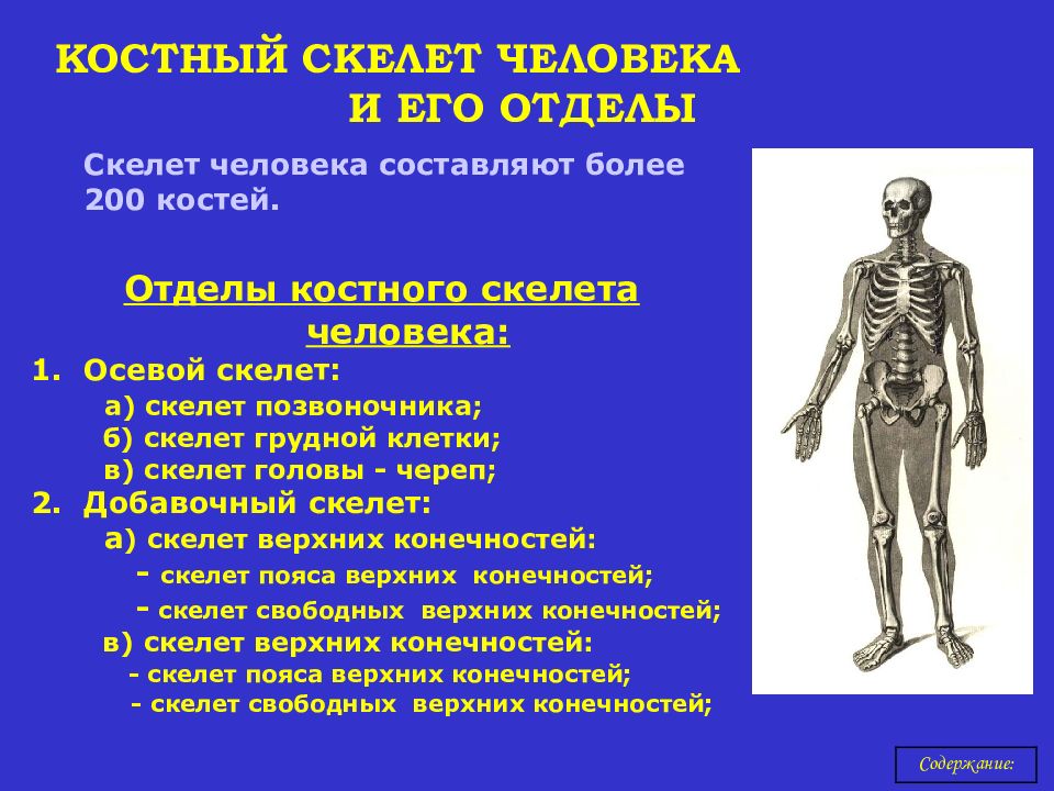Три отдела кости. Отделы скелета. Отделы костей человека. Костный скелет. Скелет человека отделы скелета.