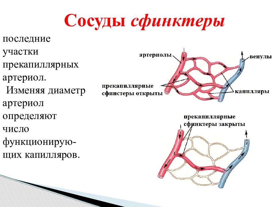 Последняя система. Прекапиллярные сфинктеры. Сосуды сфинктеры. Прекапиллярные артериолы. Сосуды сфинктеры это физиология.