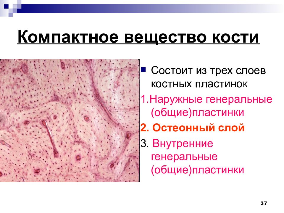 Скелетные ткани презентация