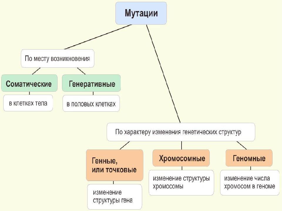 Составьте схему виды мутаций