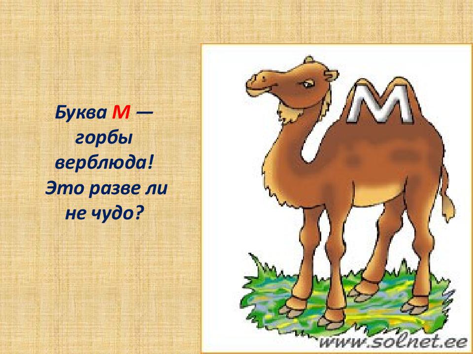 Буква верблюд. На что похожа буква м. Буква м верблюд. На что похожа буква м рисунки. На что похожа буква м в картинках.