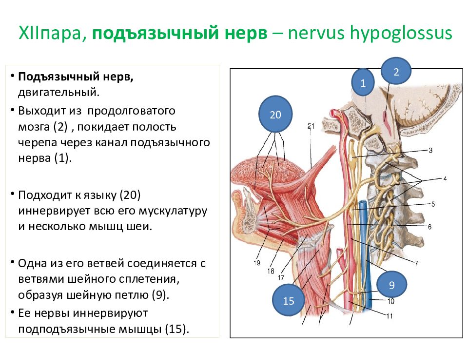 Подъязычный нерв схема