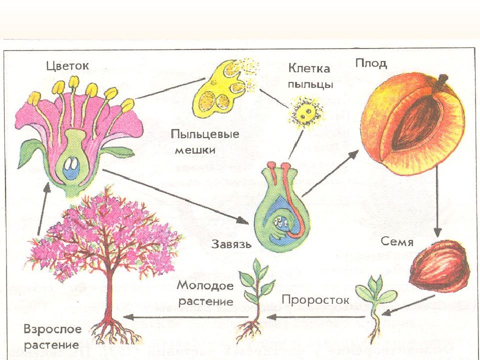 Презентация образование плодов и семян 6 класс биология