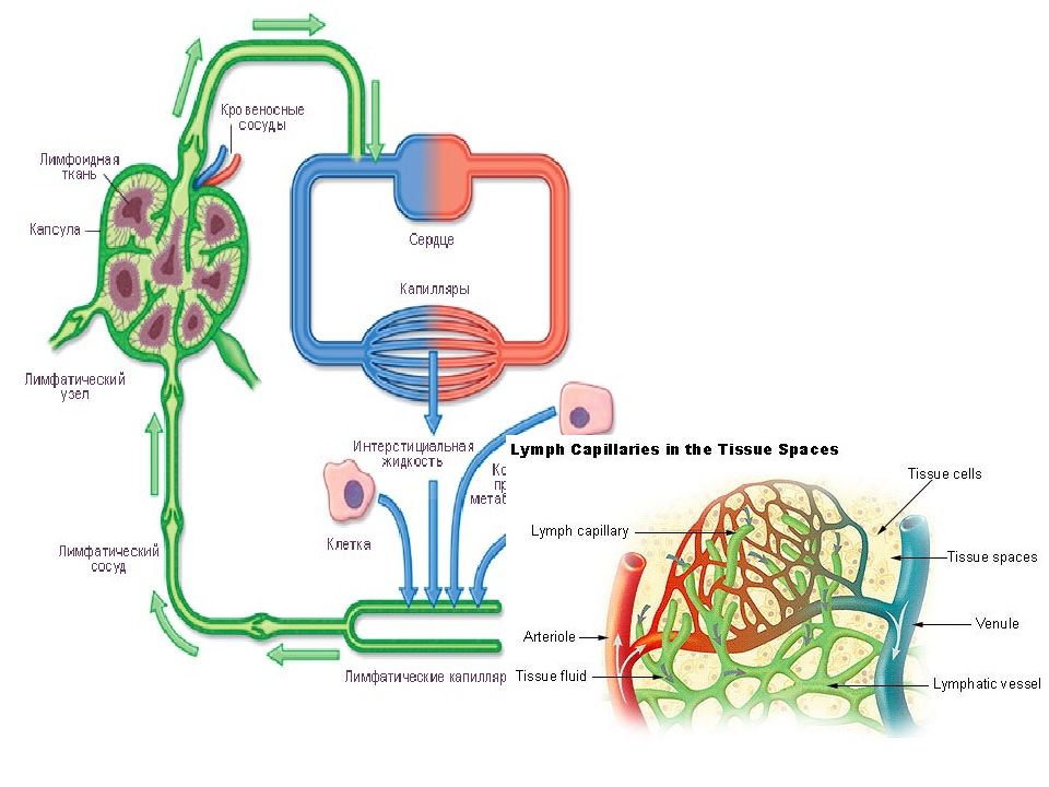 Лимфатическая система анатомия презентация