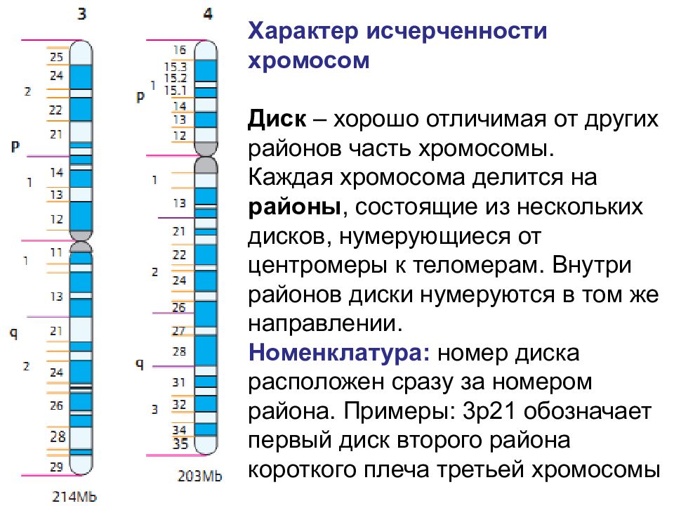 Каждая хромосома. Исчерченность хромосом. Исчерченность хромосом человека. Диски хромосом. За что отвечает каждая хромосома.