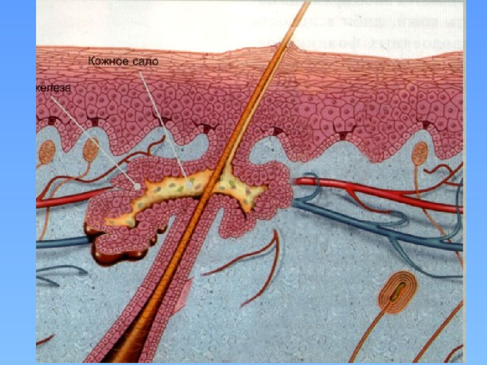 Сальная железа картинка