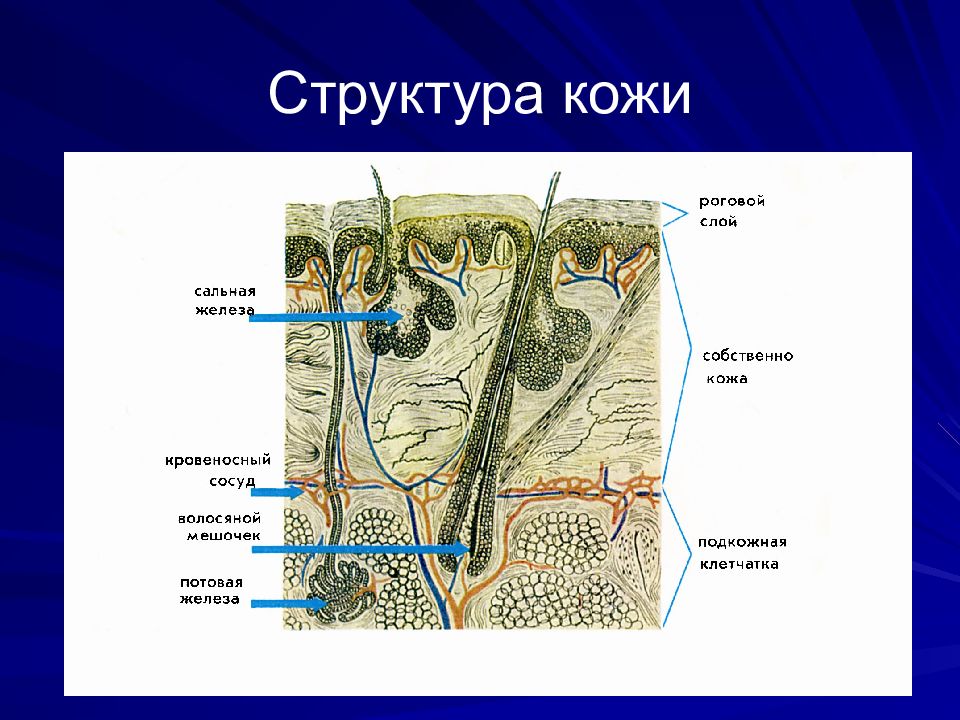 Строение 8 класс презентация. Функции кожи рыб. Строение кожи рыб в общем виде. Химический состав кожи. Состав кожного сала человека.