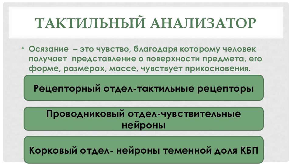 Кожно мышечная чувствительность презентация