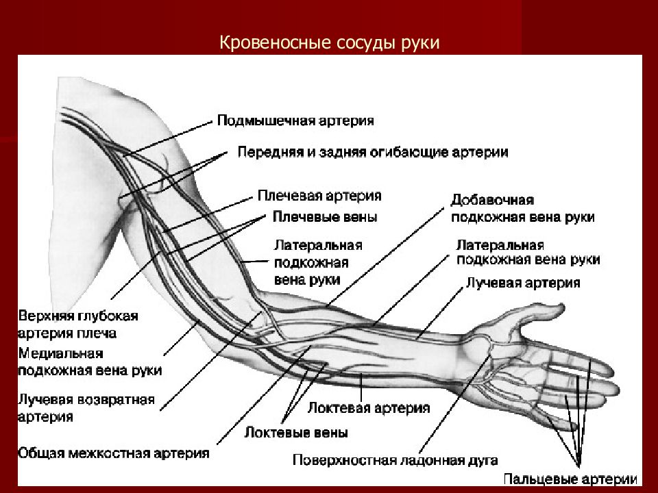 Локтевой сустав правой руки. Схема кровоснабжения верхней конечности. Артерии верхней конечности анатомия схема. Топография сосудов и нервов переднего фасциального ложа. Сосуды верхней конечности анатомия схема.