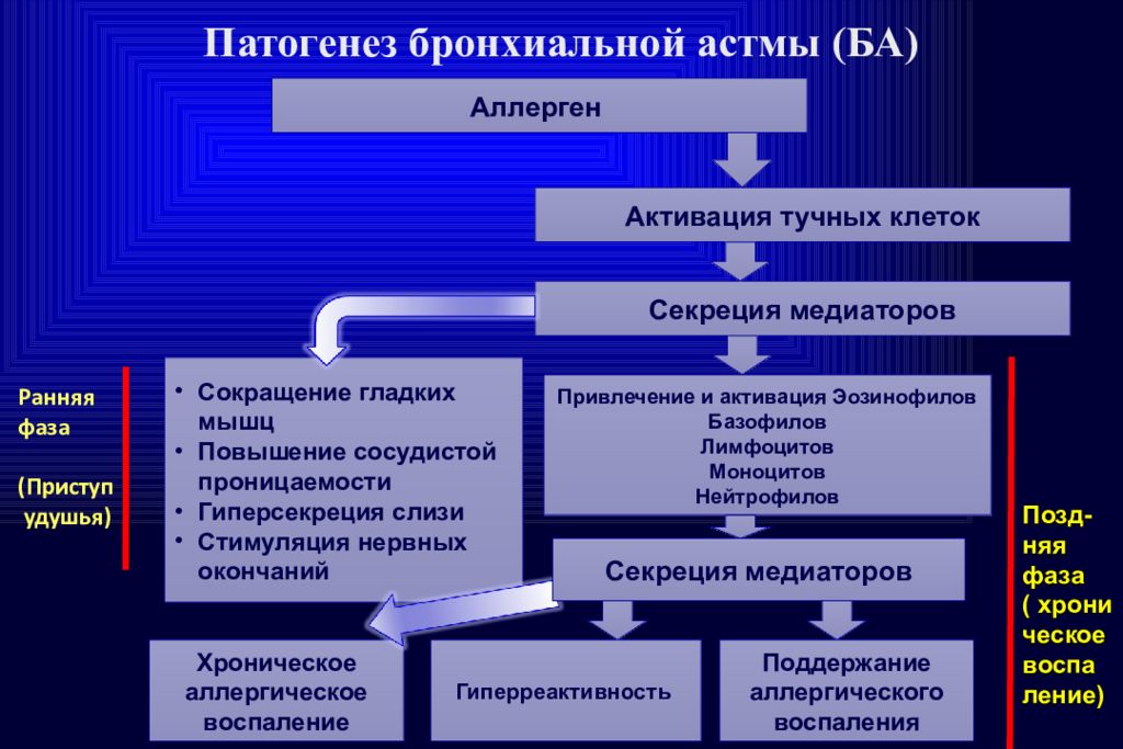 Патогенез кратко и понятно. Патогенез бр астмы. Патогенез бронхиальной астмы аллергии. Механизм развития бронхиальной астмы патогенез. Патогенез атопической бронхиальной астмы схема.