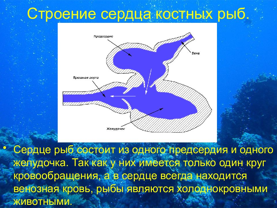 Схема строения сердца рыбы