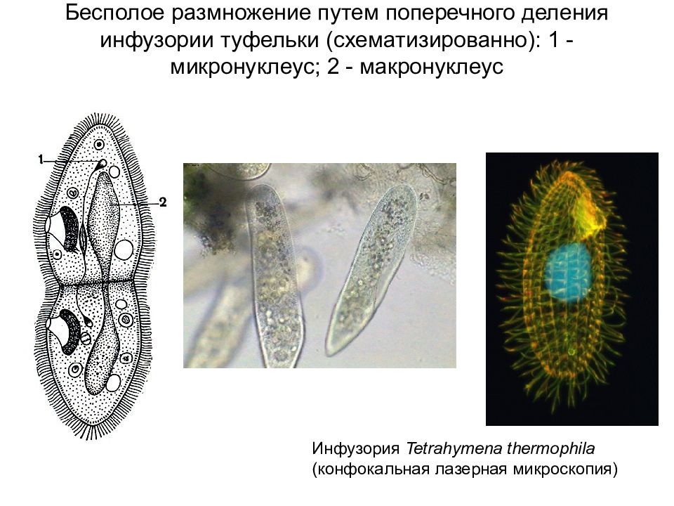 Деление инфузории. Бесполое деление инфузории. Деление инфузории туфельки бесполое. ПАРАМЕЦИЯ макронуклеус. Инфузория туфелька бесполое размножение.
