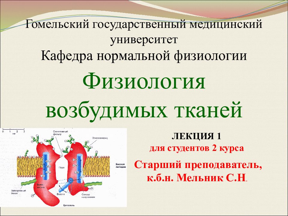 Свойства возбудимых тканей физиология. Свойства возбудимых тканей. Возбудимые ткани Общие свойства возбудимых тканей. Общие и частные свойства возбудимых тканей.