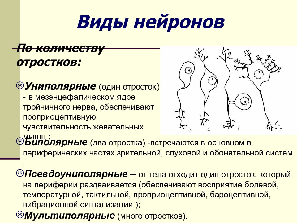 Какую функцию выполняют вставочные нейроны. Виды нейронов. Основные типы нейронов в ЦНС. Виды нейронов по видам чувствительности. 3 Вида нейронов.